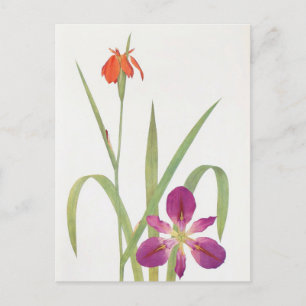 Carte Postale Iris Fulva et Iris Fulvala par William Dykes