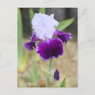 Carte Postale Iris "Gay Parasol" [Carte Postale]