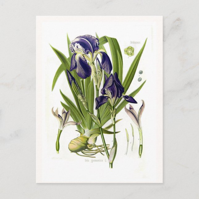 Carte Postale Iris germanica (Devant)