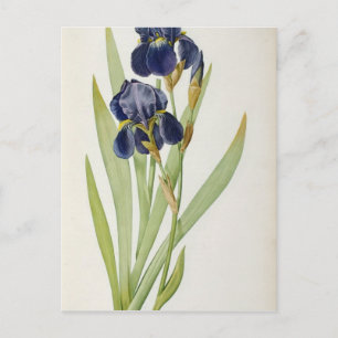 Carte Postale Iris Germanica, de "Les Liliacées", 1805