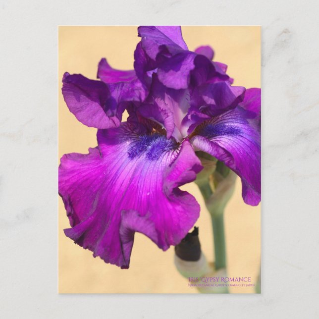 Carte Postale Iris "Gypsy Romance"   [Carte Postale] (Devant)