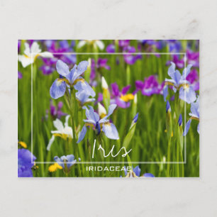 Carte Postale Iris   Iridaceae Champ De Fleurs Photo Personnalis