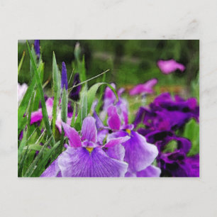 Carte Postale iris japonais