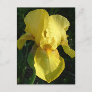Carte Postale Iris Jaune