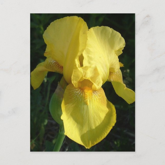 Carte Postale Iris Jaune (Devant)