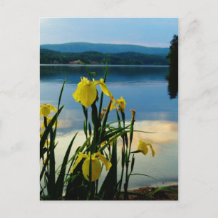 Carte Postale Iris jaune à Lake Shore