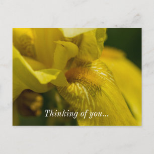 Carte postale Iris Jaune Barbu Pensant à Vous