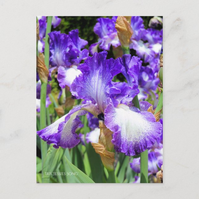 Carte Postale Iris ‘Jessies Song’ [Carte Postale] ポ ♥ ー ド (Devant)