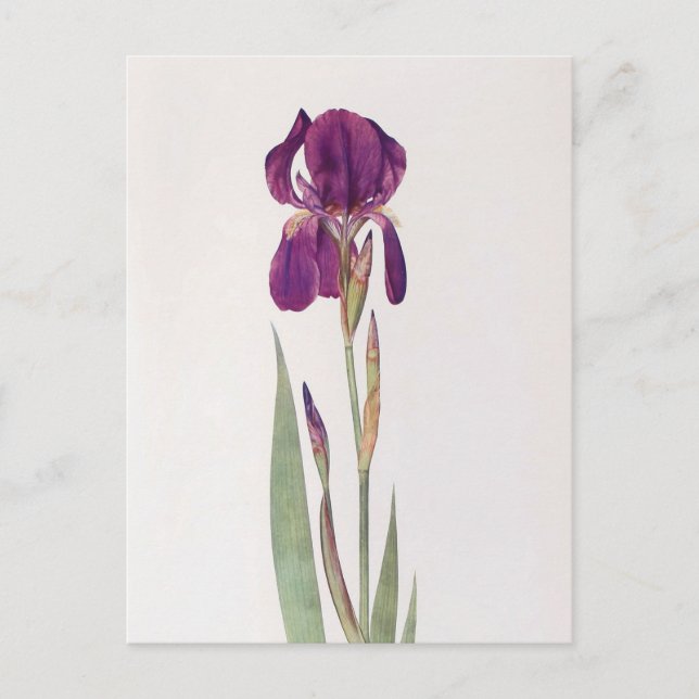Carte Postale Iris Kochii par William Dykes (Devant)