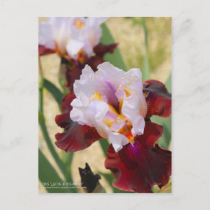 Carte Postale Iris "Latin Hideaway" [Carte postale]