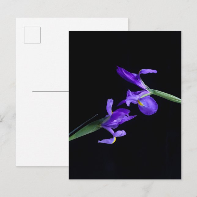 Carte postale Iris Lovers (Devant / Derrière)