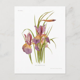 Carte Postale Iris orientalis