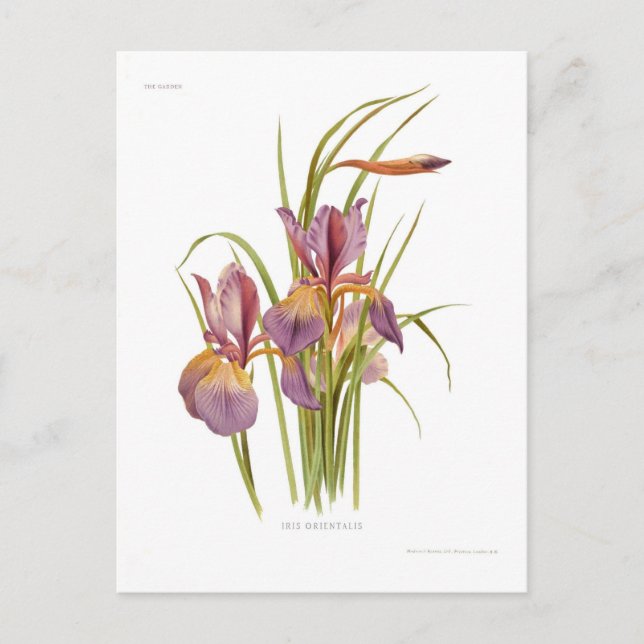 Carte Postale Iris orientalis (Devant)