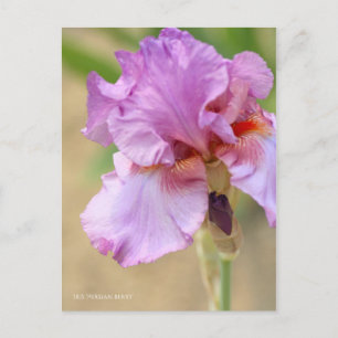 Carte Postale Iris ‘Persian Berry’ [Carte Postale] ポ ー ド