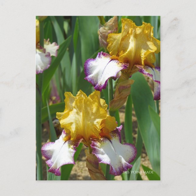 Carte Postale Iris ‘Point Made’ [Carte Postale] ポ Rechercher ー ド (Devant)