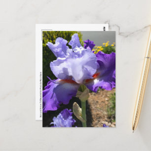 Carte Postale Iris Portée Violet & Lavande