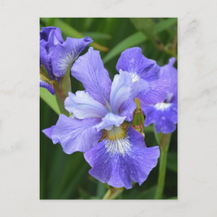 Carte Postale Iris pourpre