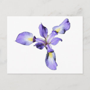 Carte Postale Iris Pourpre 