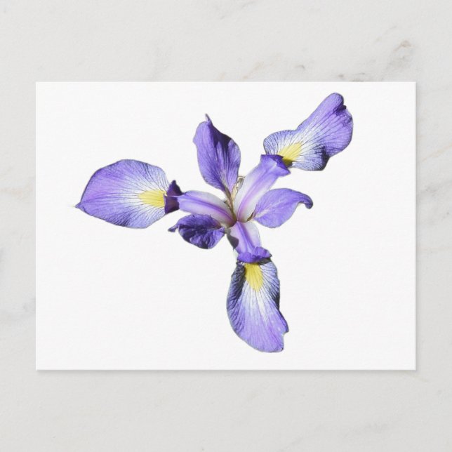 Carte Postale Iris Pourpre  (Devant)