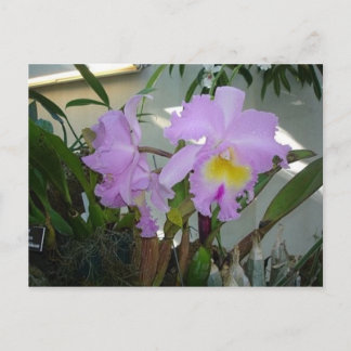 Carte Postale Iris pourpre