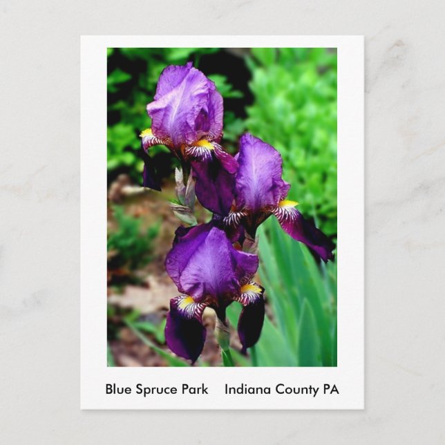 Carte Postale Iris pourpre (Devant)