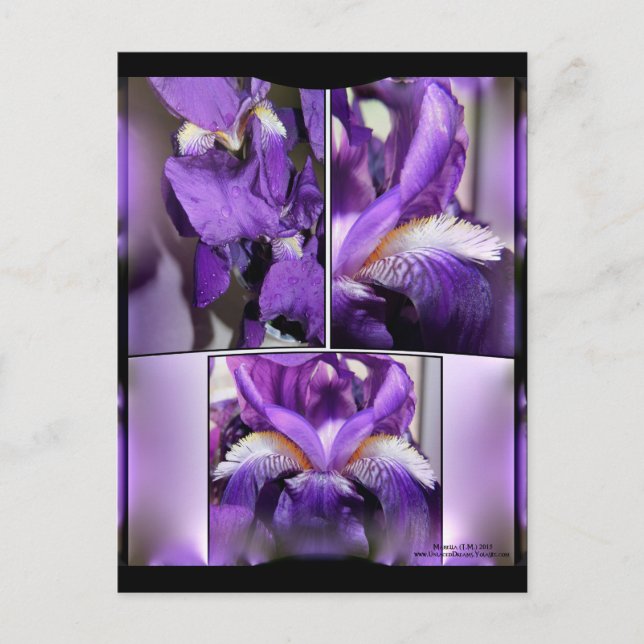 Carte Postale Iris pourpre (Devant)