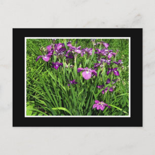 Carte Postale Iris pourpre