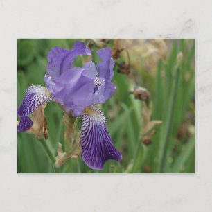 Carte Postale Iris pourpre