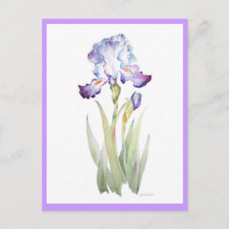 Carte Postale Iris pourpre