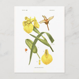 Carte Postale Iris pseudacorus