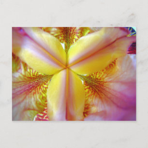 Carte Postale Iris rose et jaune à l'intérieur