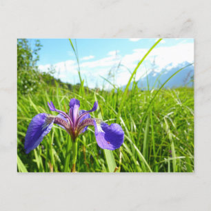 Carte Postale Iris sauvage et paysage d'Alaska