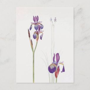 Carte Postale Iris Sibirica et Iris Orientalis par William Dykes