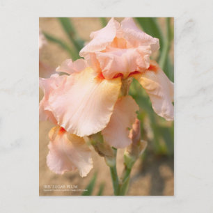 Carte Postale Iris "Sugar Plum" [Carte Postale]