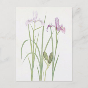 Carte Postale Iris Tenax par William Dykes