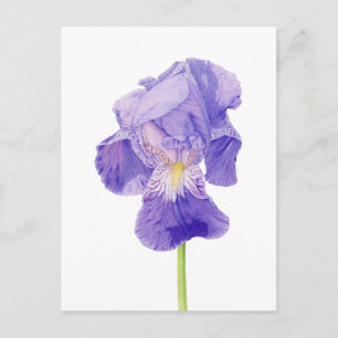 Carte postale Iris violet