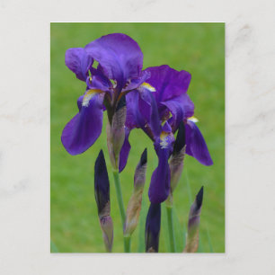 Carte postale Iris violet