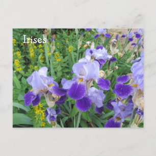 Carte Postale Iris violets
