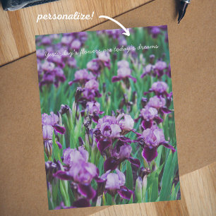 Carte Postale Iris violets 