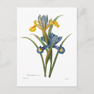 Carte Postale Iris xipheum