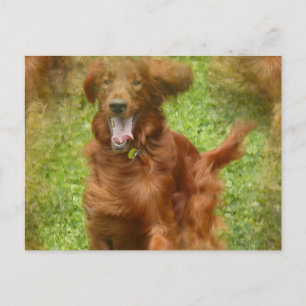 Carte postale Irish Setter Dog