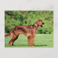 irish-setter-full 2.png