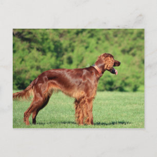 Carte Postale irish-setter-full 2.png