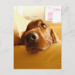 Carte Postale Irish Setter sur canapé