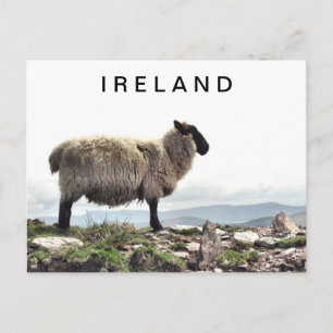 Carte postale Irish Sheep on Rocks