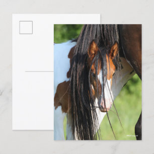 Carte Postale Irish Sport Horse Foal Hiding under Tail