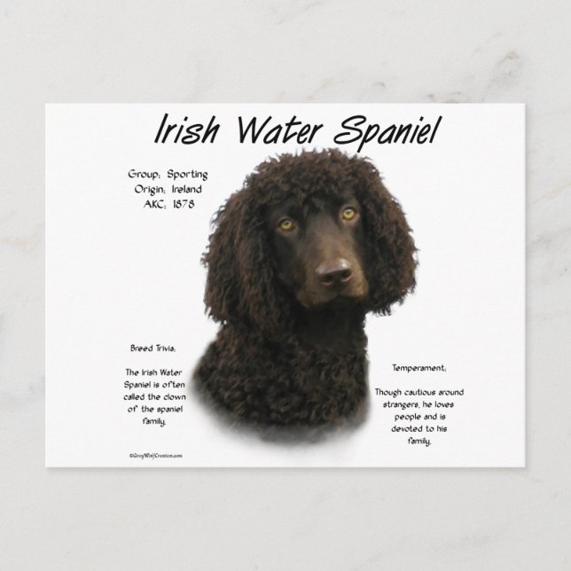 Carte Postale Irlandais Water Spaniel Historique Design (Devant)
