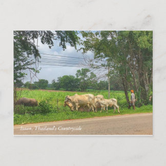 Carte Postale Isaan, la campagne de Thaïlande