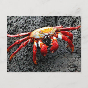 Carte Postale Isla Seymour, Galapagos, crabe rouge