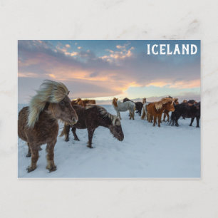 Carte Postale Islande Chevaux sauvages photo Voyage